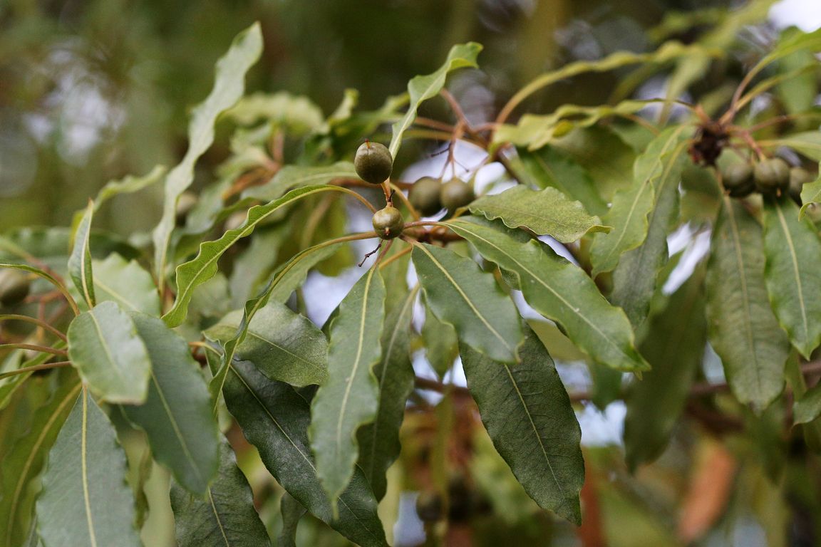 Pittosporum undulatum