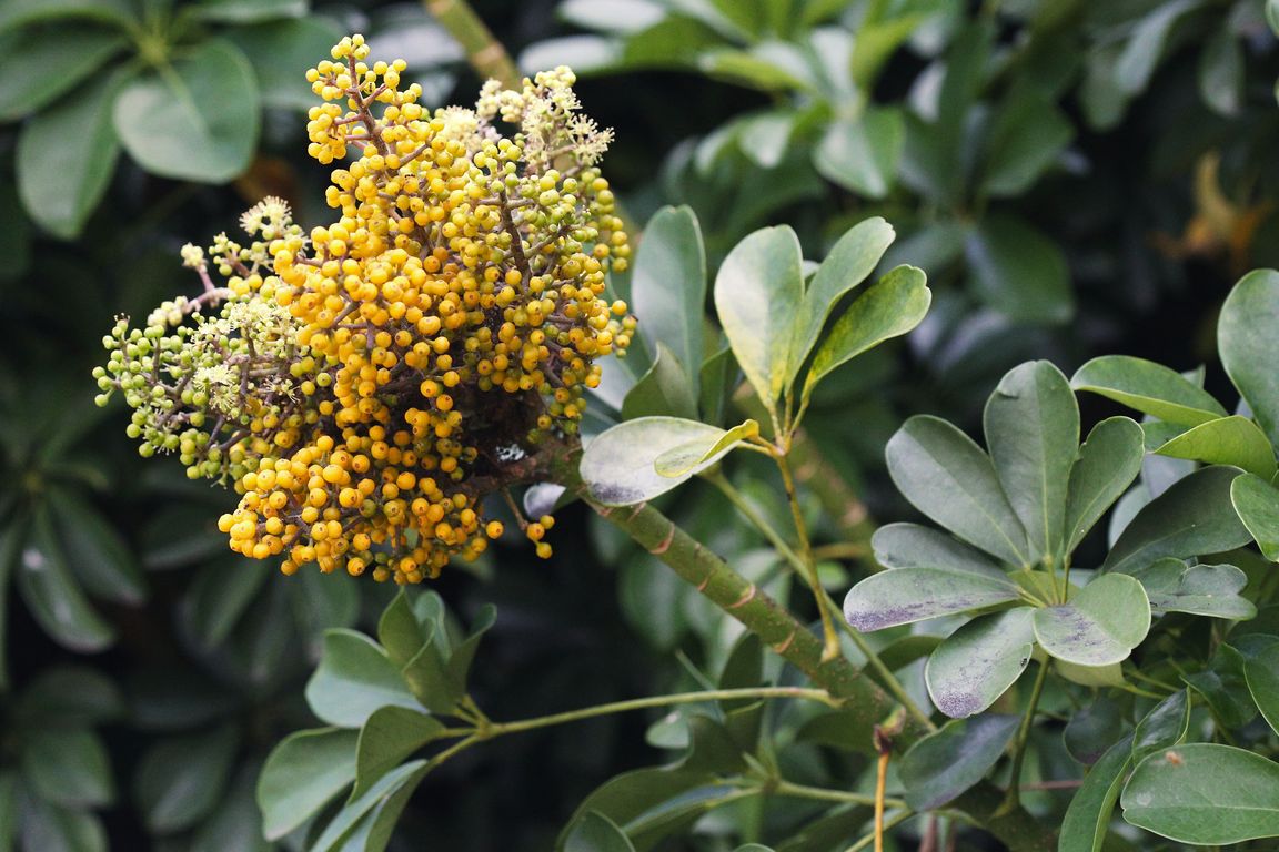 Schefflera arboricola