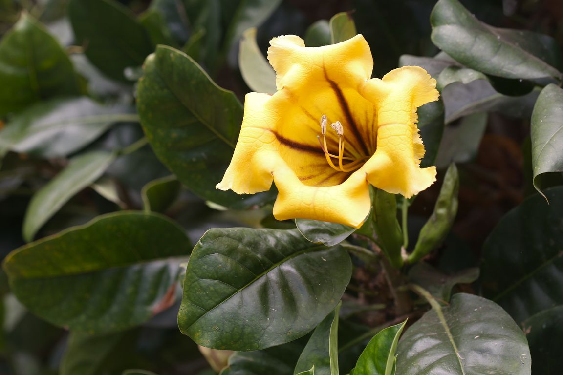 SOLANDRA MAXIMA