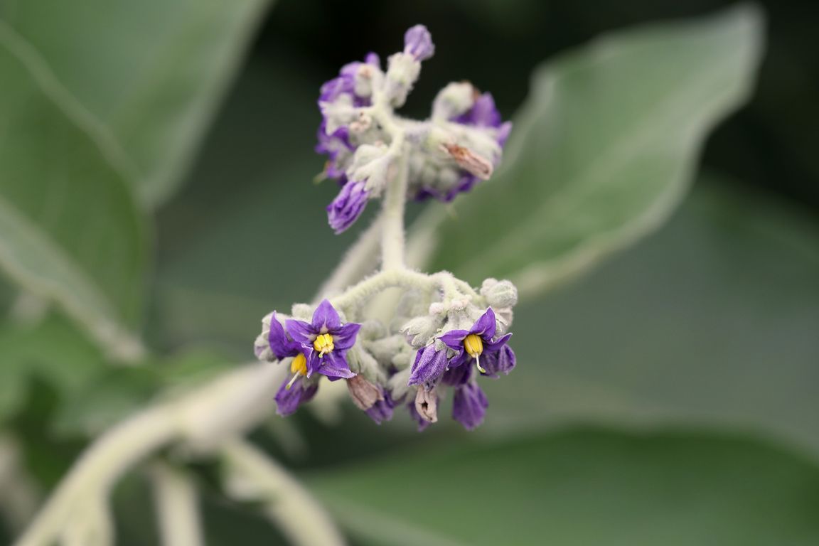 Solanum mauritianum