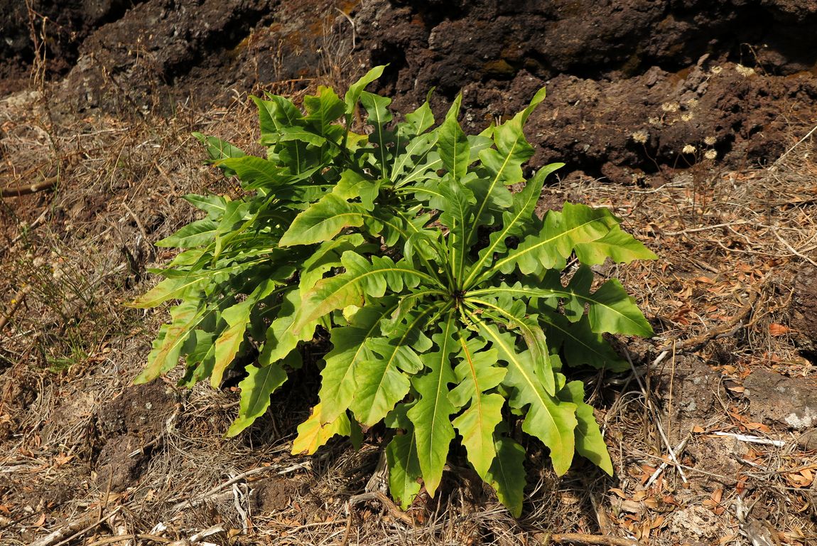 SONCHUS FRUTICOSUS