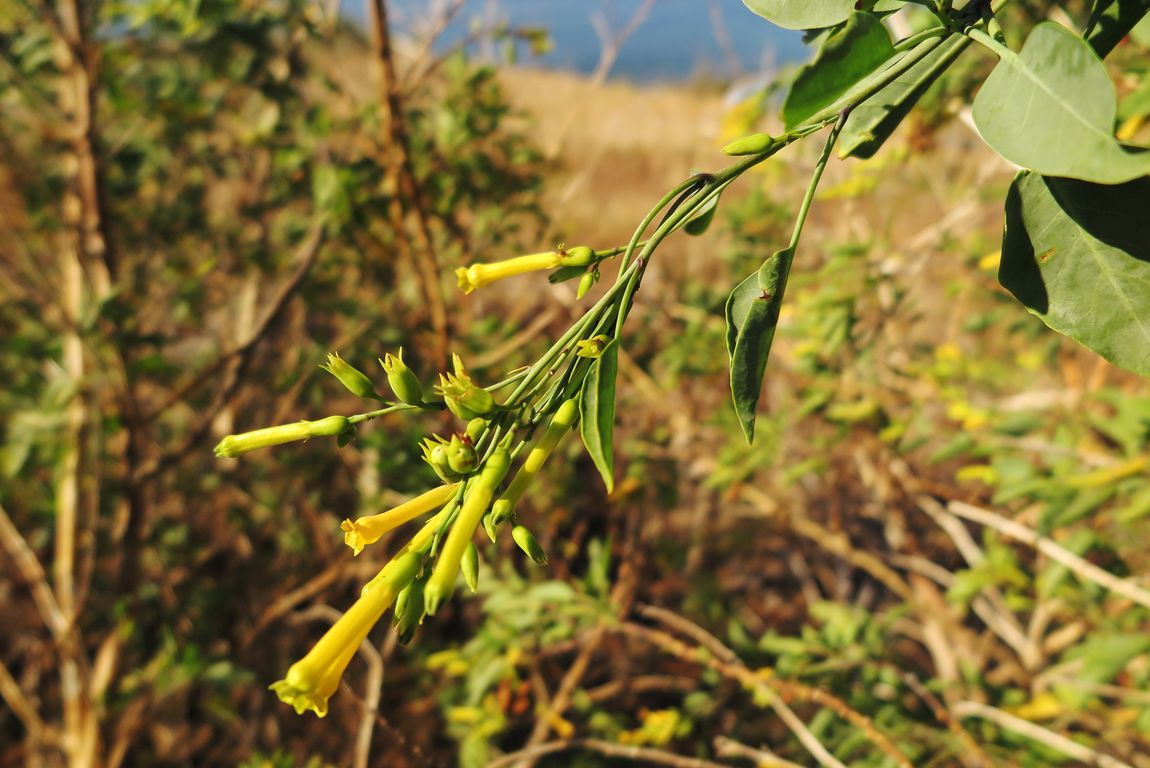 Tabák_NICOTIANA GLAUCA