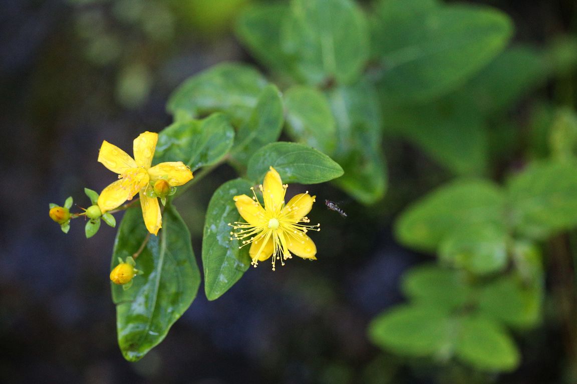 Třezalka_HYPERICUM GRANDIFOLIUM