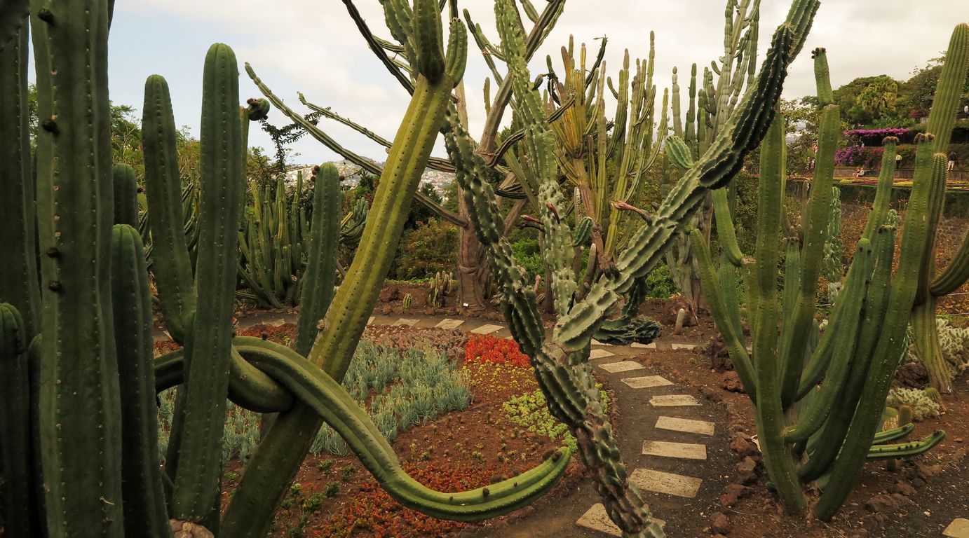 Madeira_2015_07_26 (19)_Funchal_Jardim Botânico da Madeira