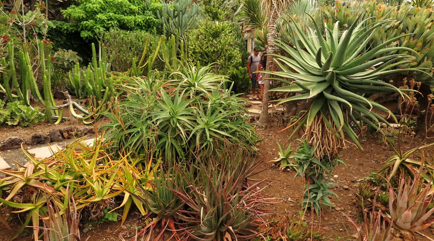 Madeira_2015_07_26 (21)_Funchal_Jardim Botânico da Madeira