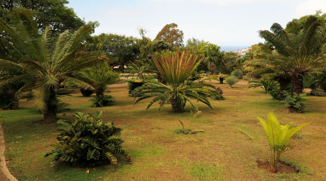 Madeira_2015_07_26 (26)_Funchal_sbírka cykasů v Jardim Botânico da Madeira