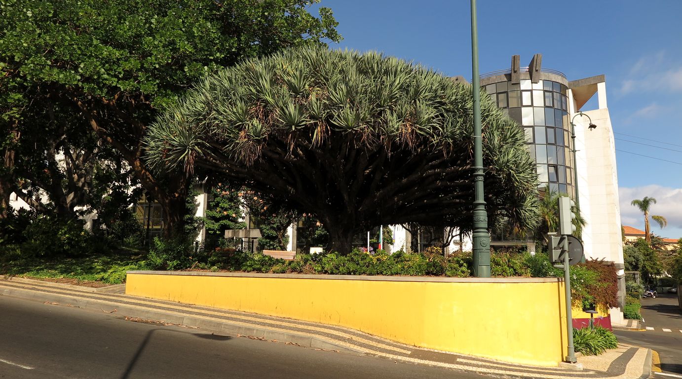 Madeira_2015_07_26 (64)_Funchal_dračinec dračí na Rua Brigadeiro Oudinot