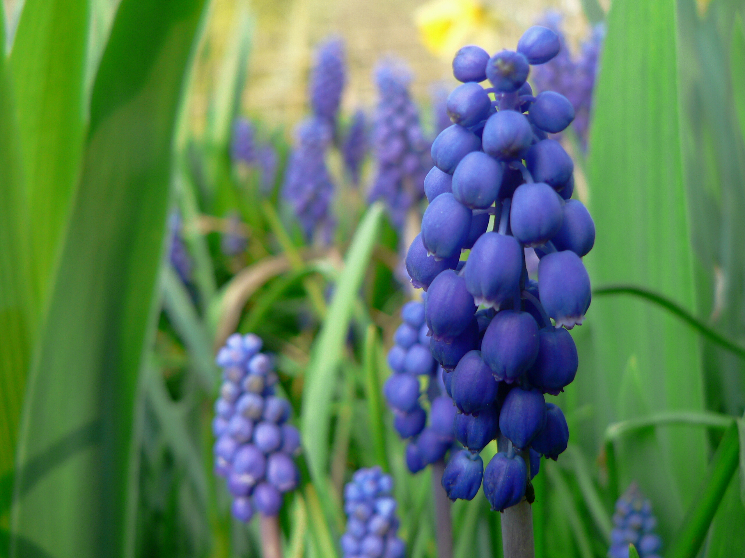 Muscari neglectum