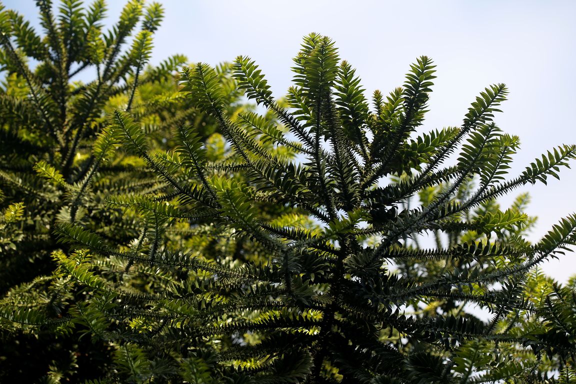 Araucaria bidwillii_ (1)