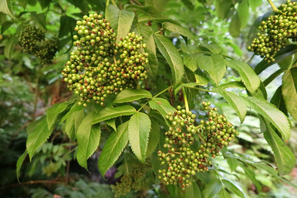 Bez_Sambucus lanceolata (1)