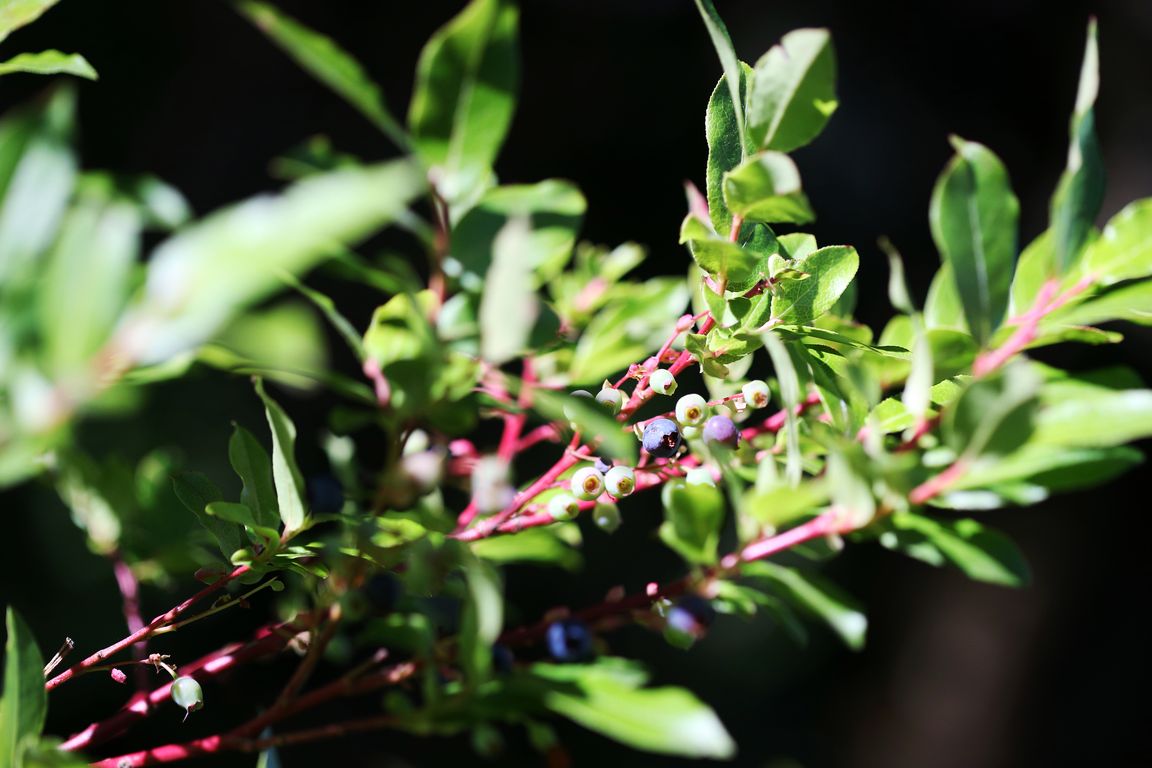 Brusnice_Vaccinium padifolium