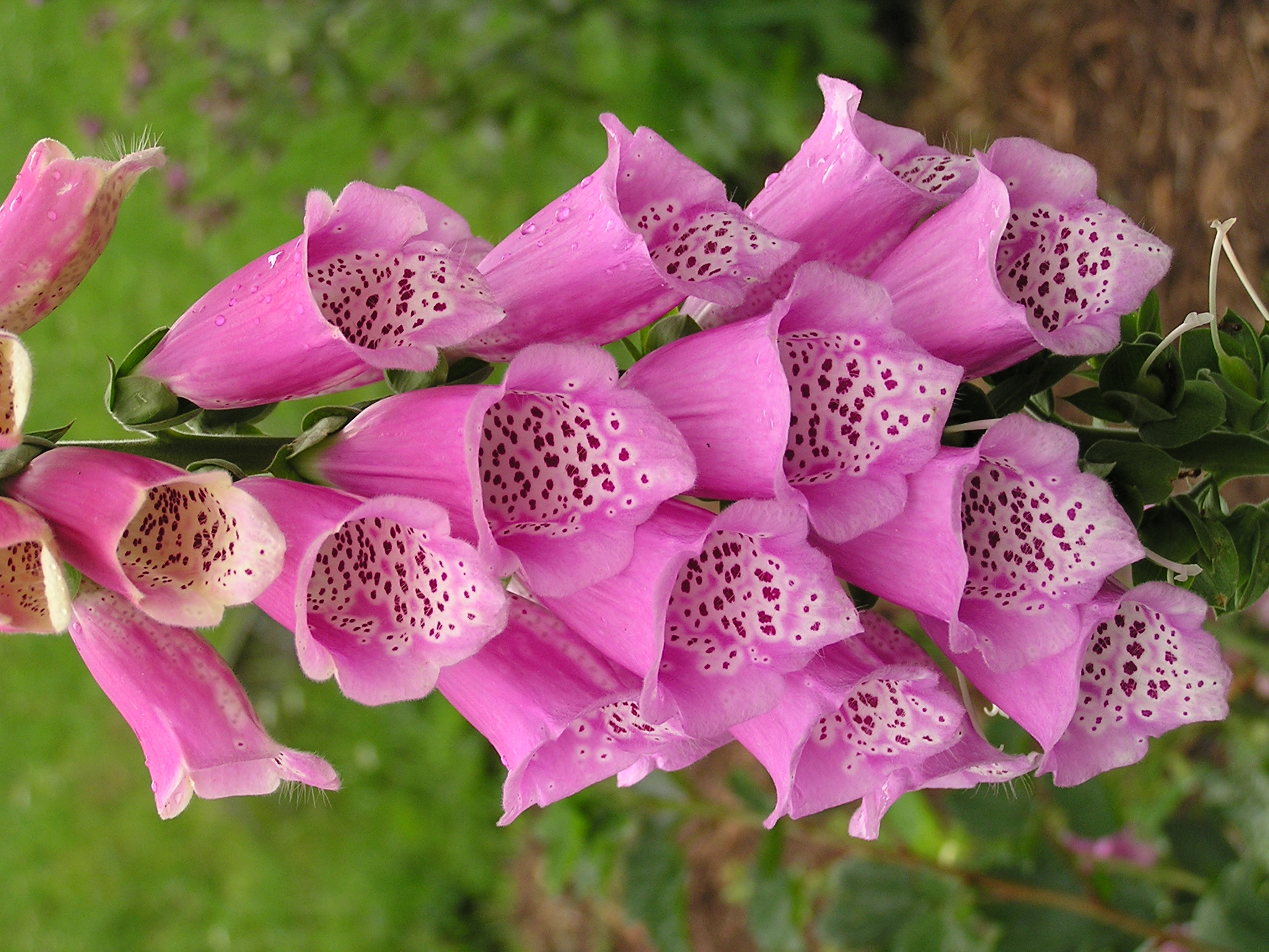 Digitalis purpurea