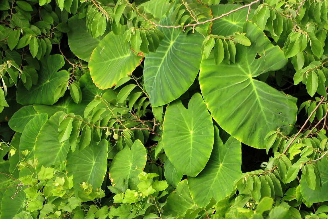 Colocasia esculenta