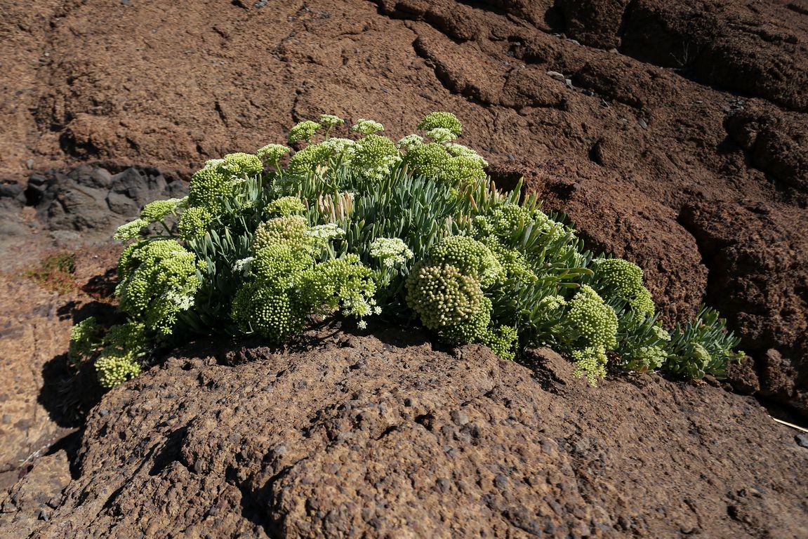 CRITHMUM MARITIMUM (2)