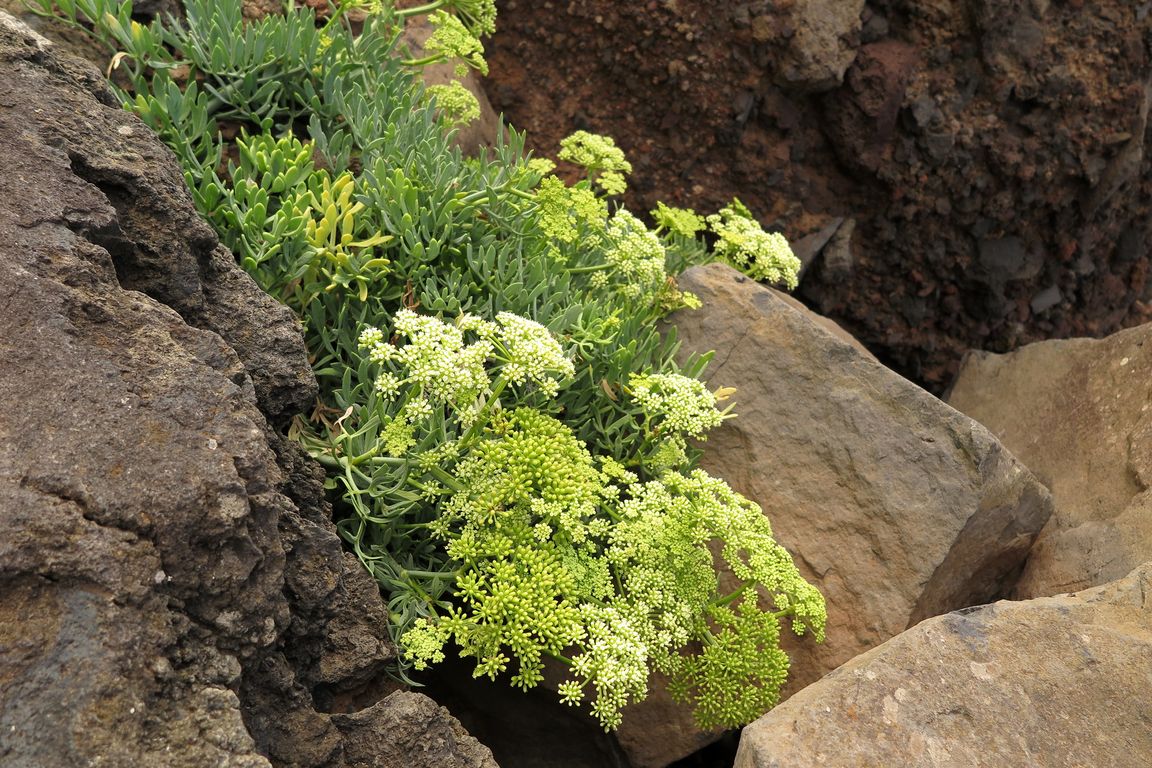 CRITHMUM MARITIMUM (3)