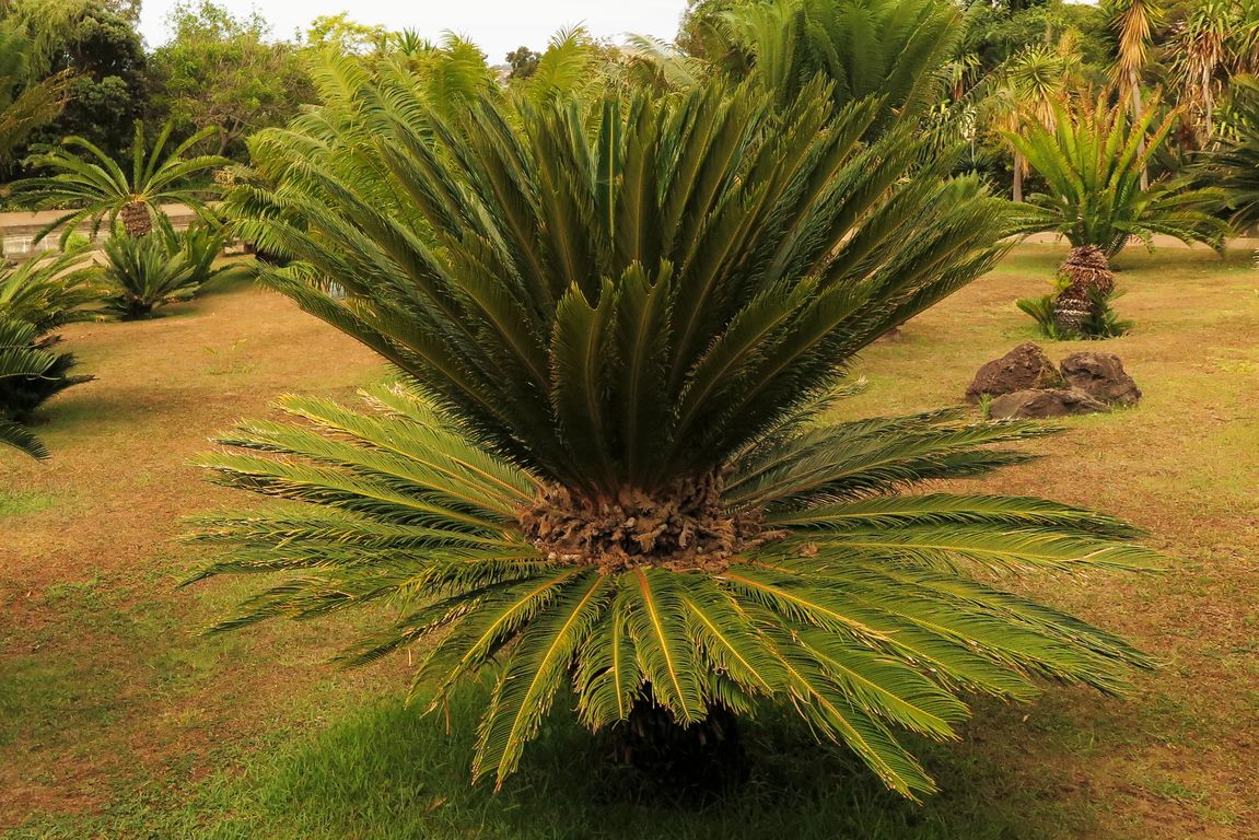 Cycas sp. (1)