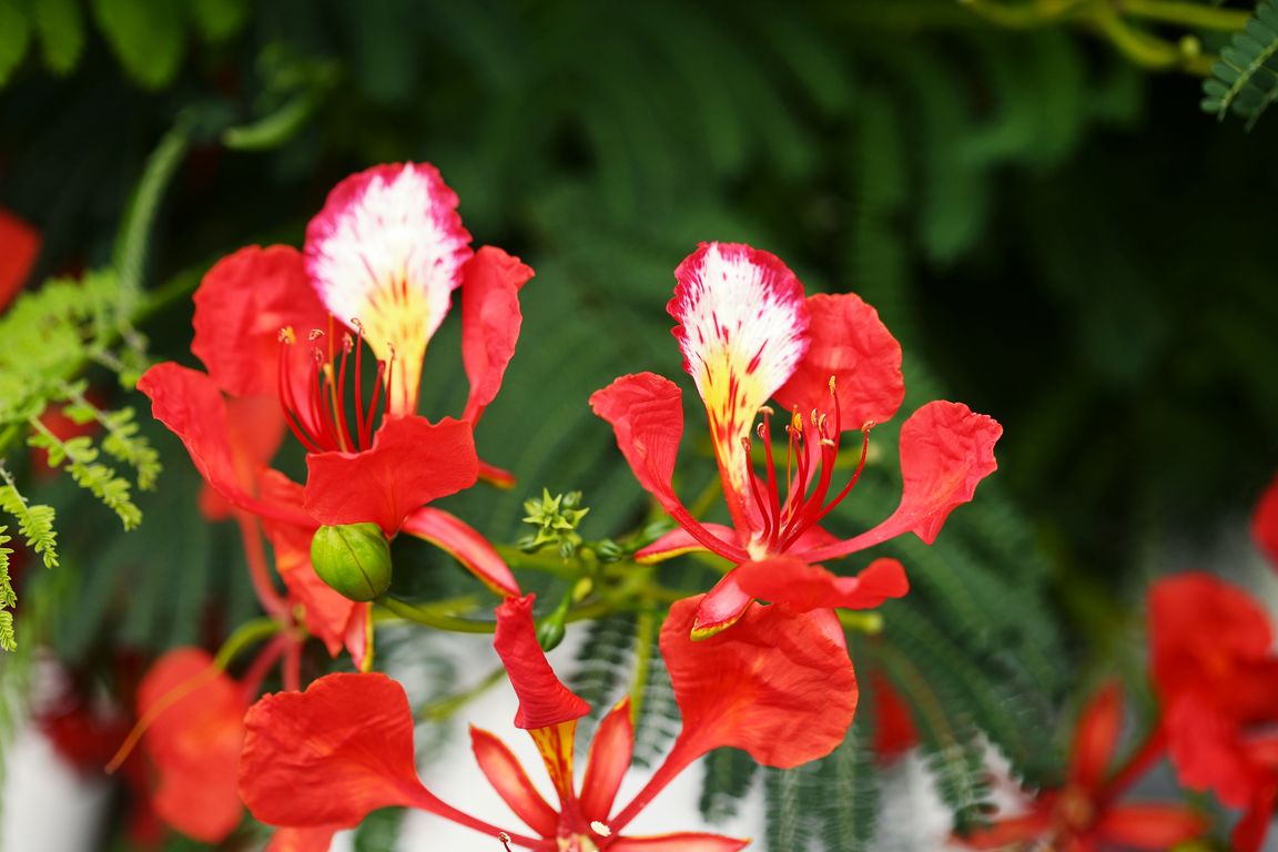 Delonix regia