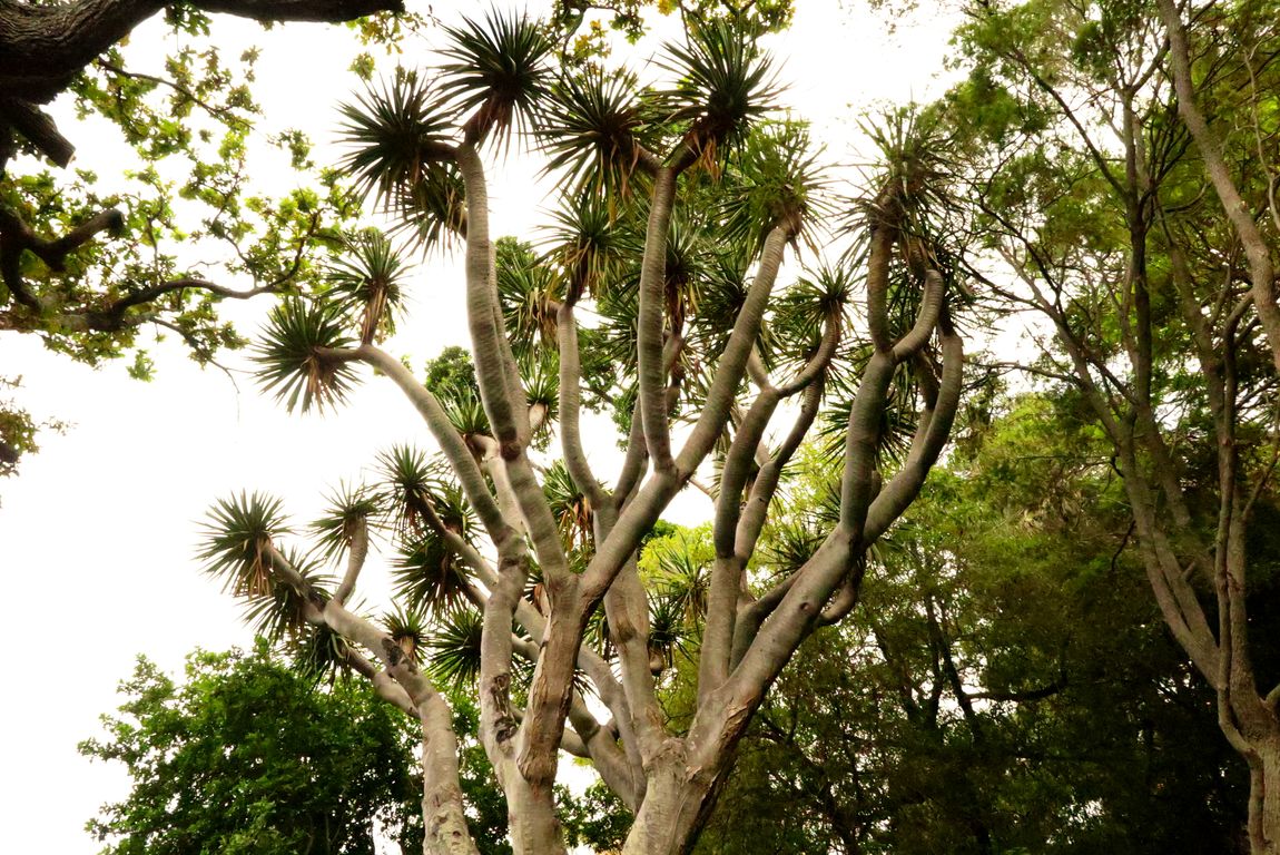 Dracena sp.