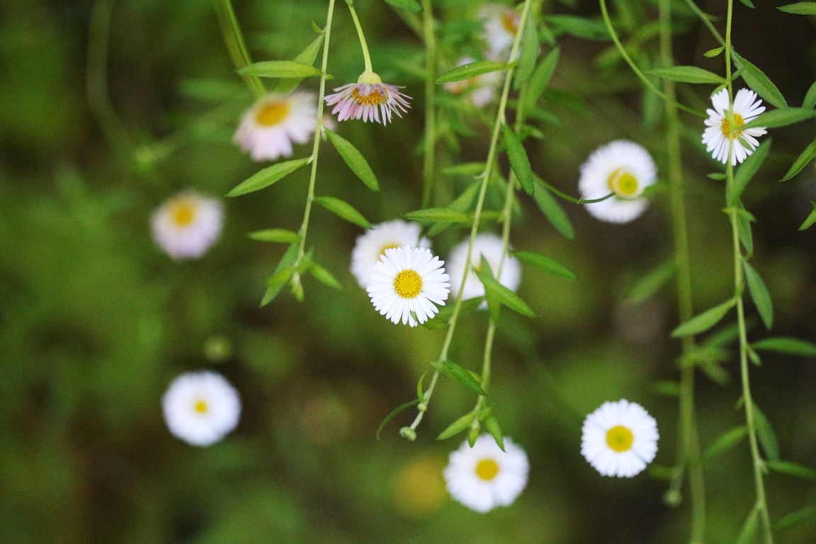 Erigeron karvinskianus