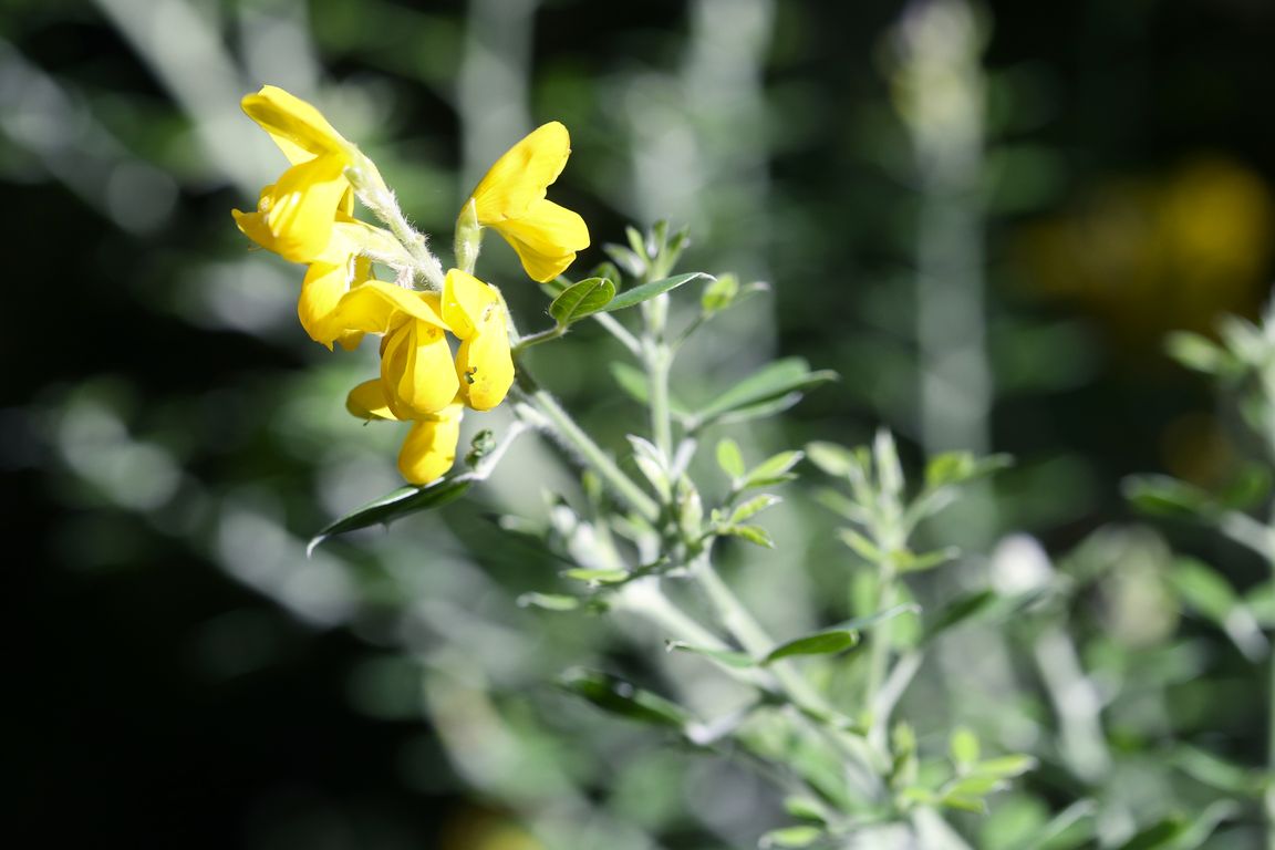 Genista tenera