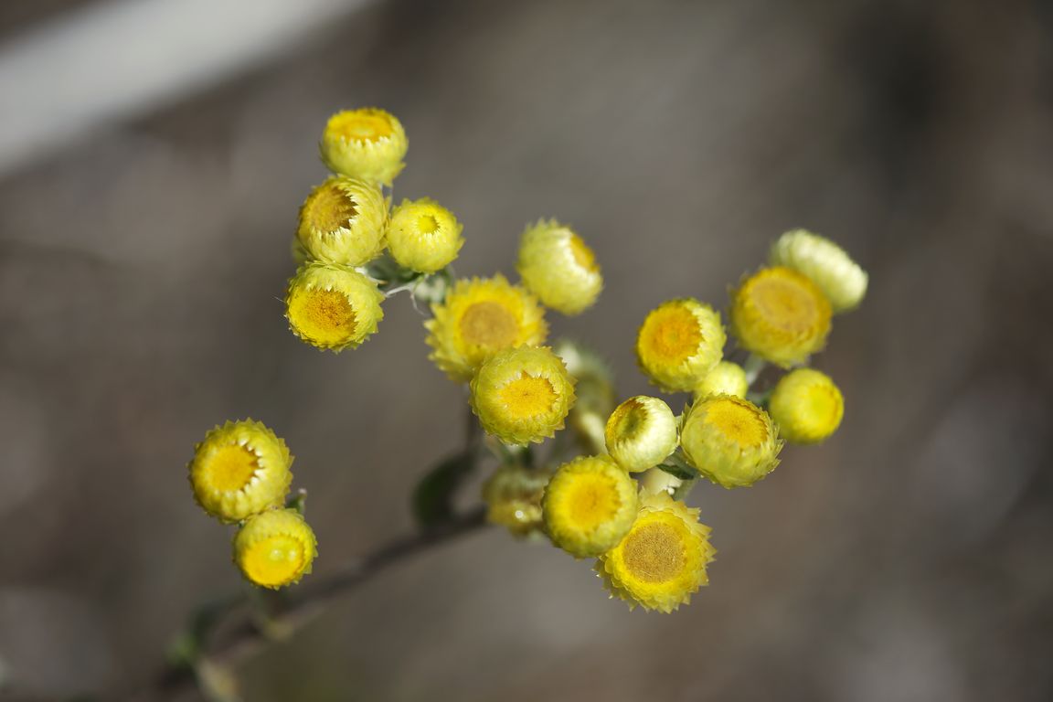 HELICHRYSUM FOETIDUM_ (2)