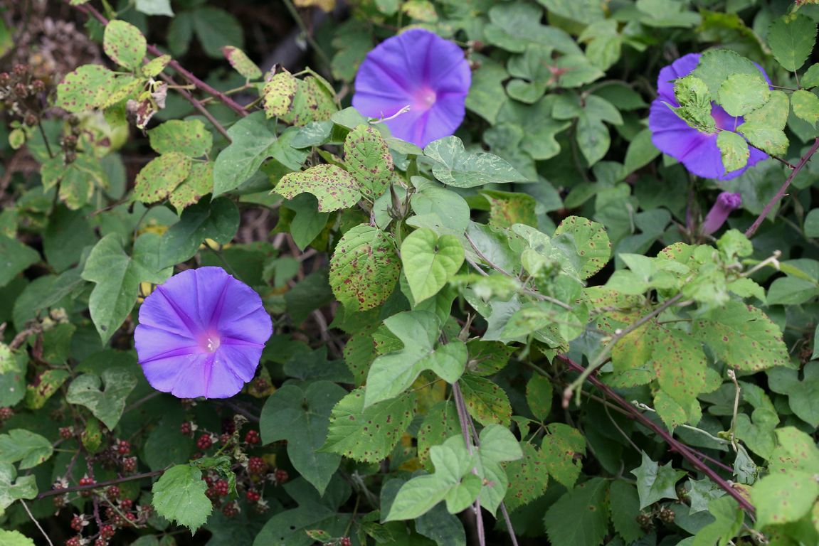 Ipomoea hederacea