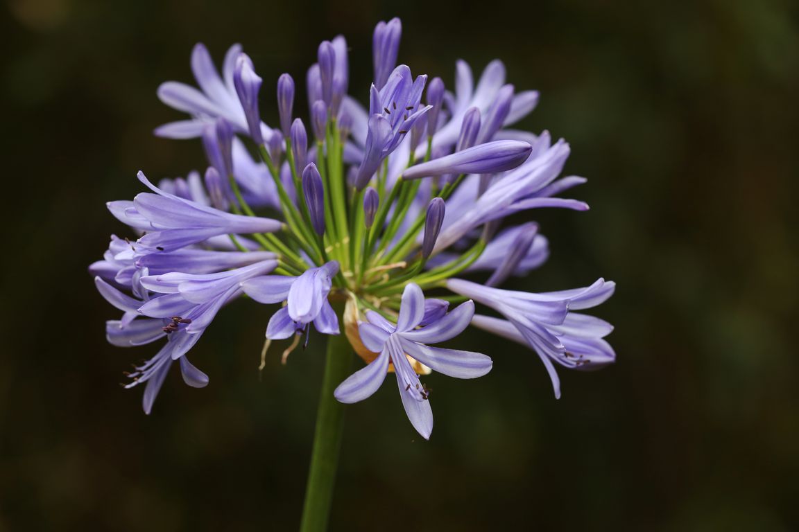 Kalokvět_Agapanthus praecox (1)