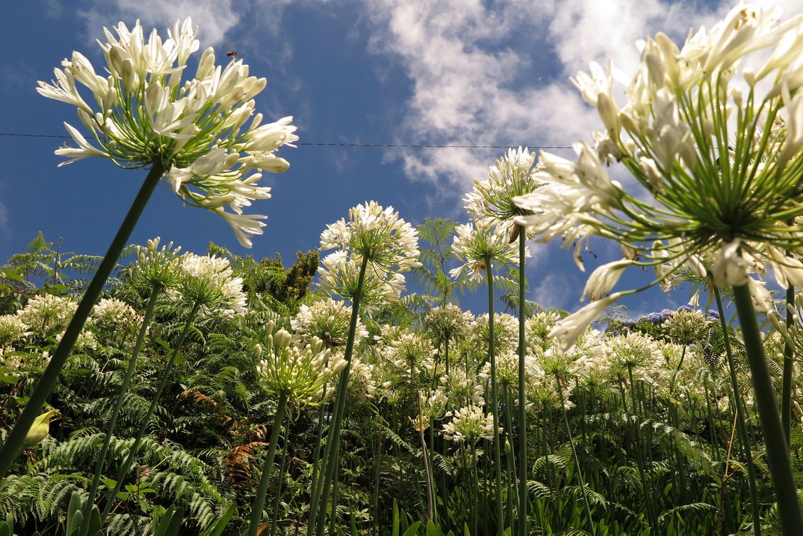 Kalokvět_Agapanthus praecox (2)