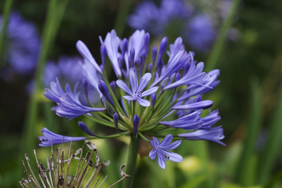 Kalokvět_Agapanthus praecox (3)