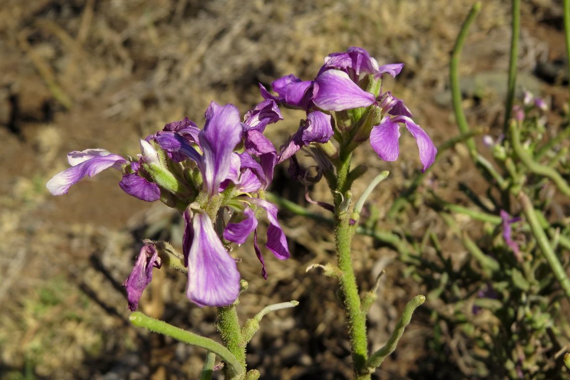 MATTHIOLA MADERENSIS_ (2)