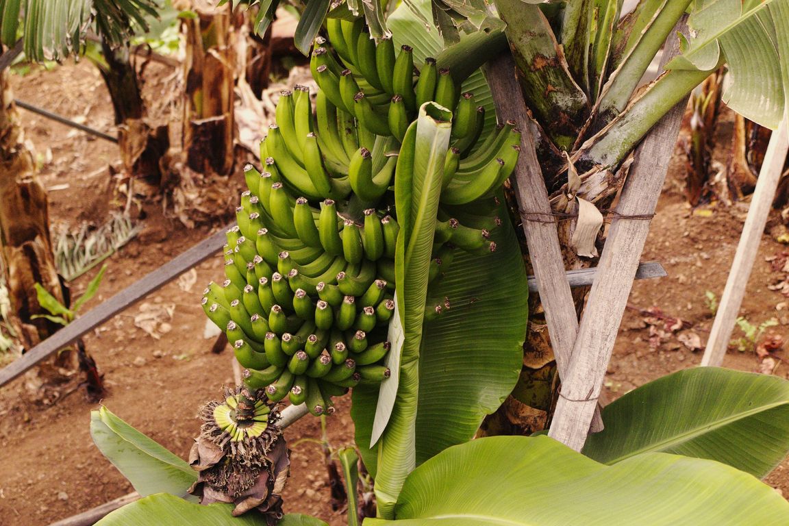 MUSA ACUMINATA