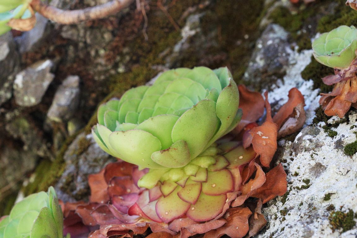 Netřesk_Sempervivum glandulosum