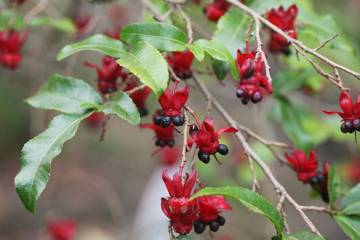 Ochna serrulata