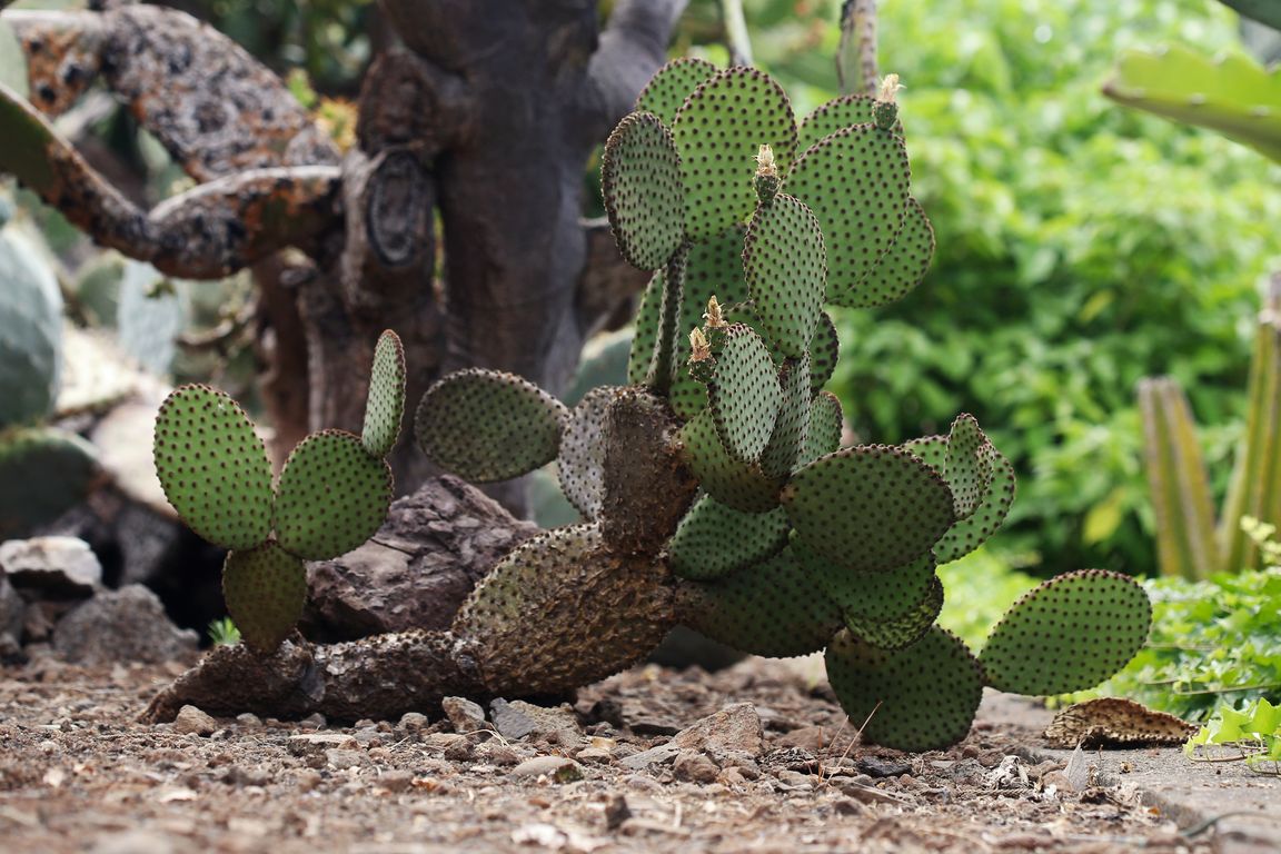 Opuntia sp (1)