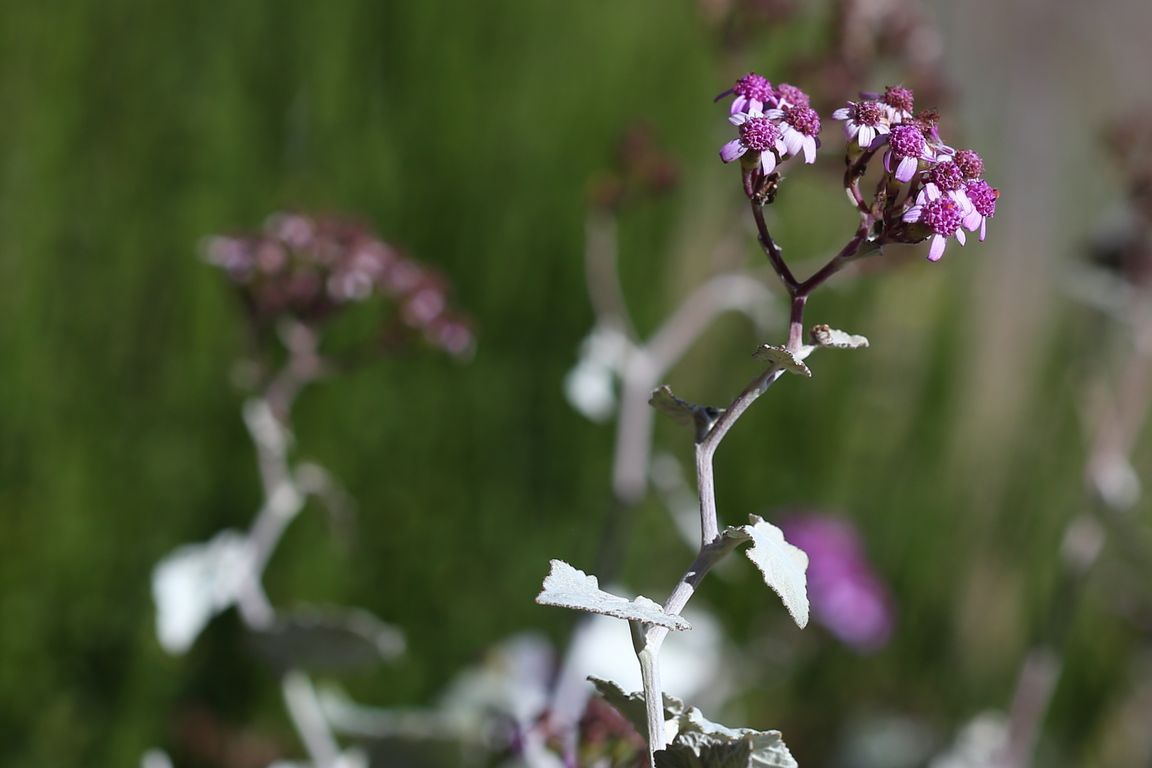 PERICALLIS AURITA