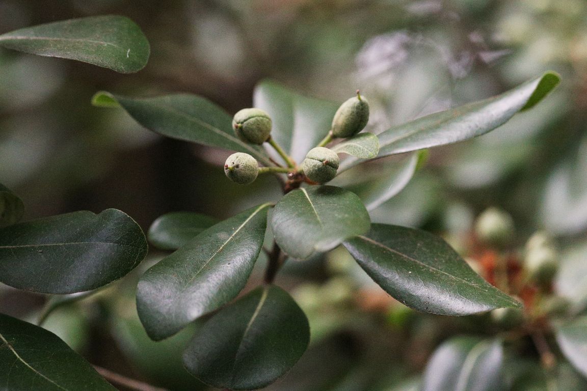 Pittosporum tobira