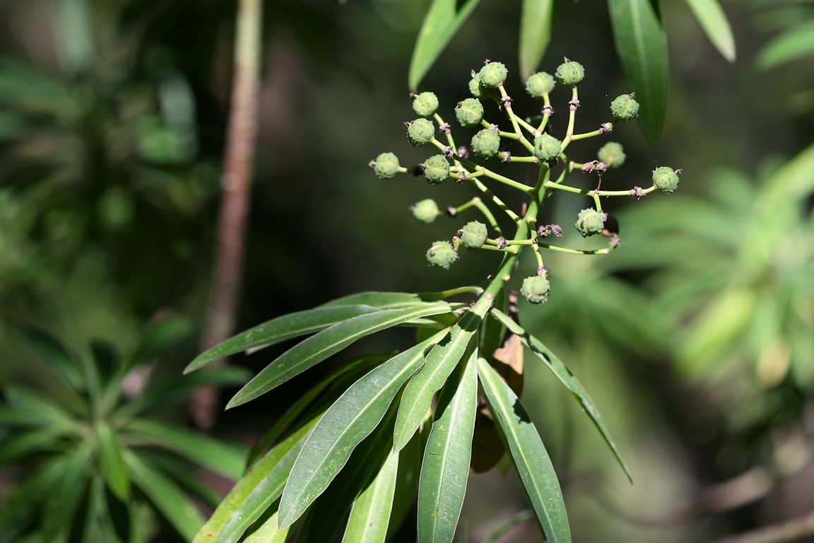 Pryšec_Euphorbia mellifera  (2)