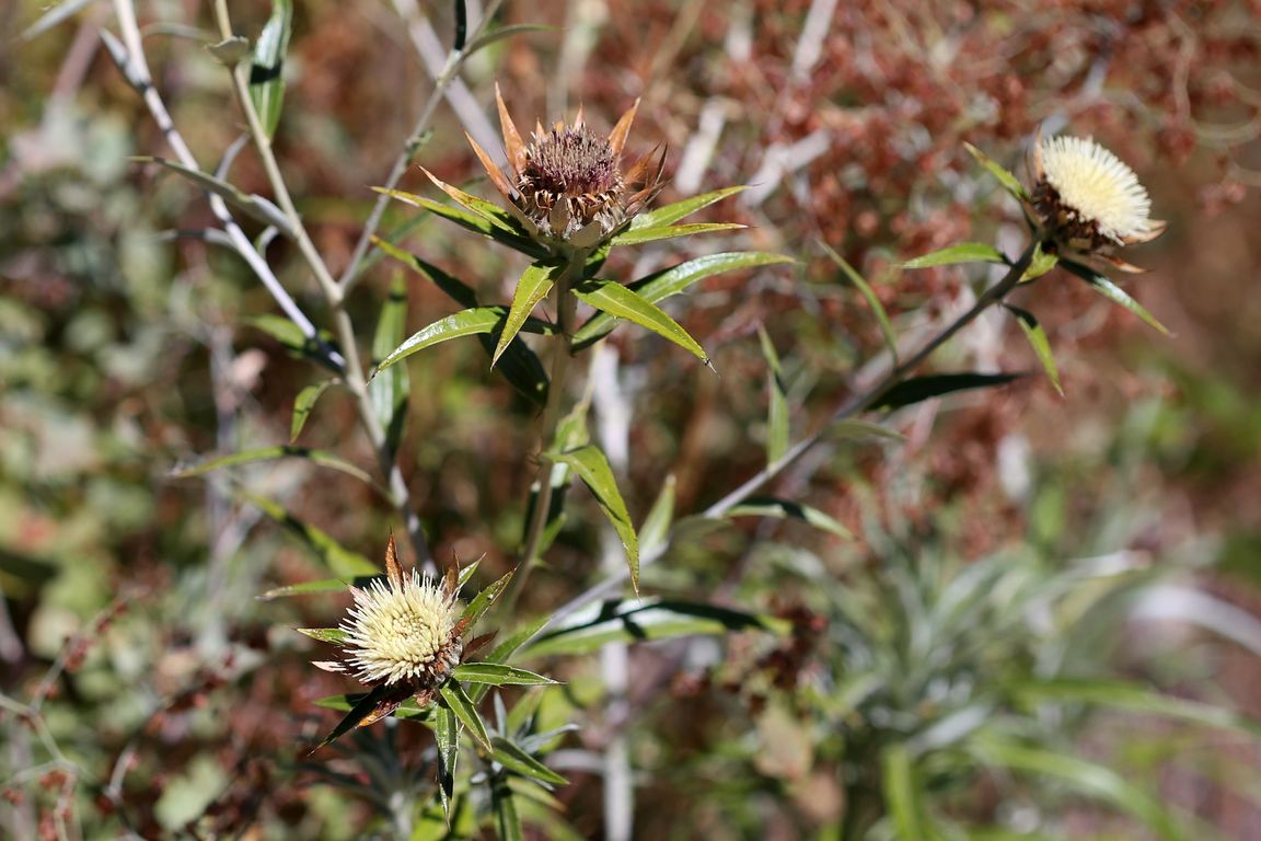 Pupava_CARLINA SALICIFOLIA