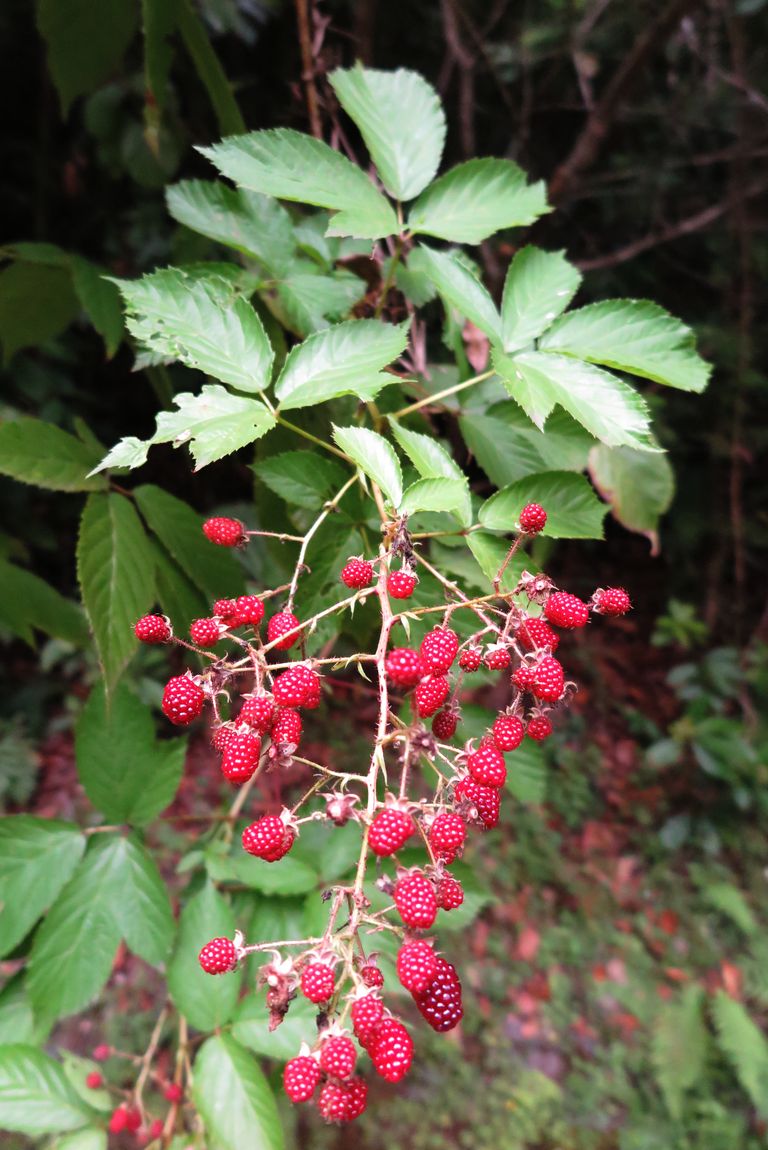 Rubus sp.