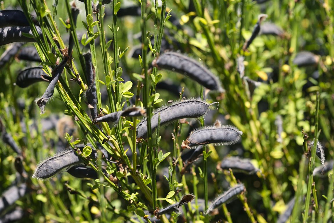 Sarothamnus scoparius