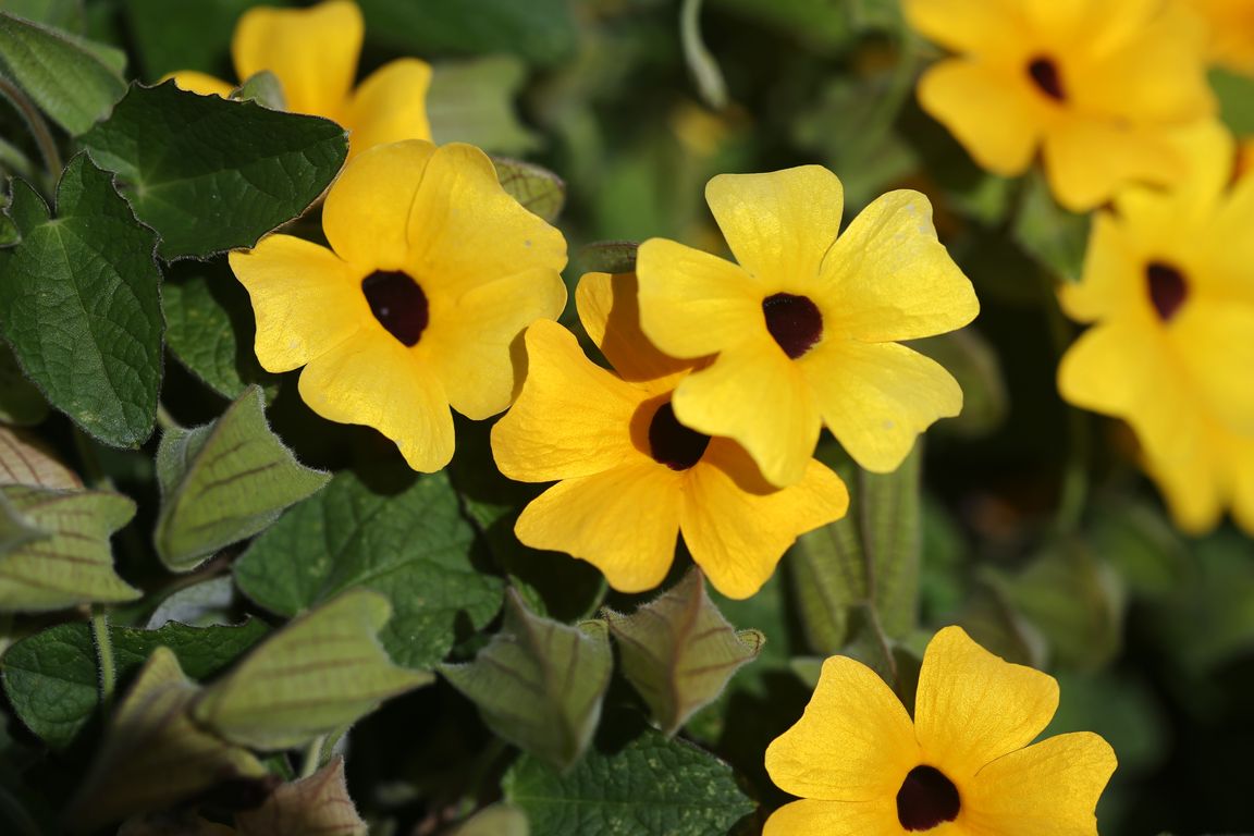 Thunbergia alata