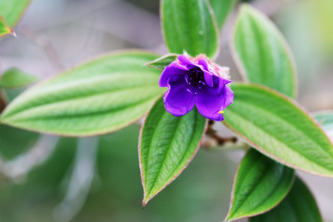 Tibouchina lepidota