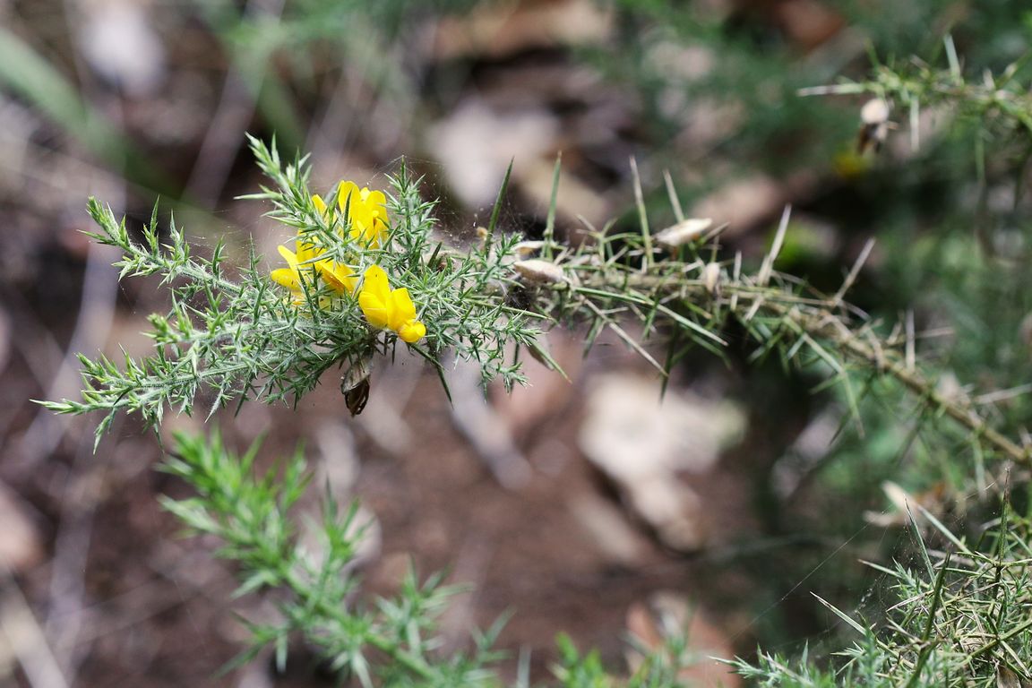 ULEX EUROPAEUS