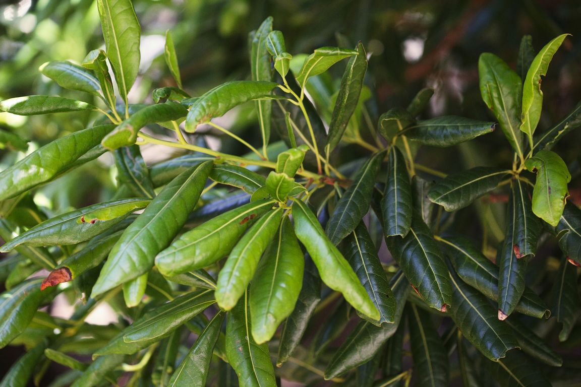 Vavřín_Laurus novocanariensis