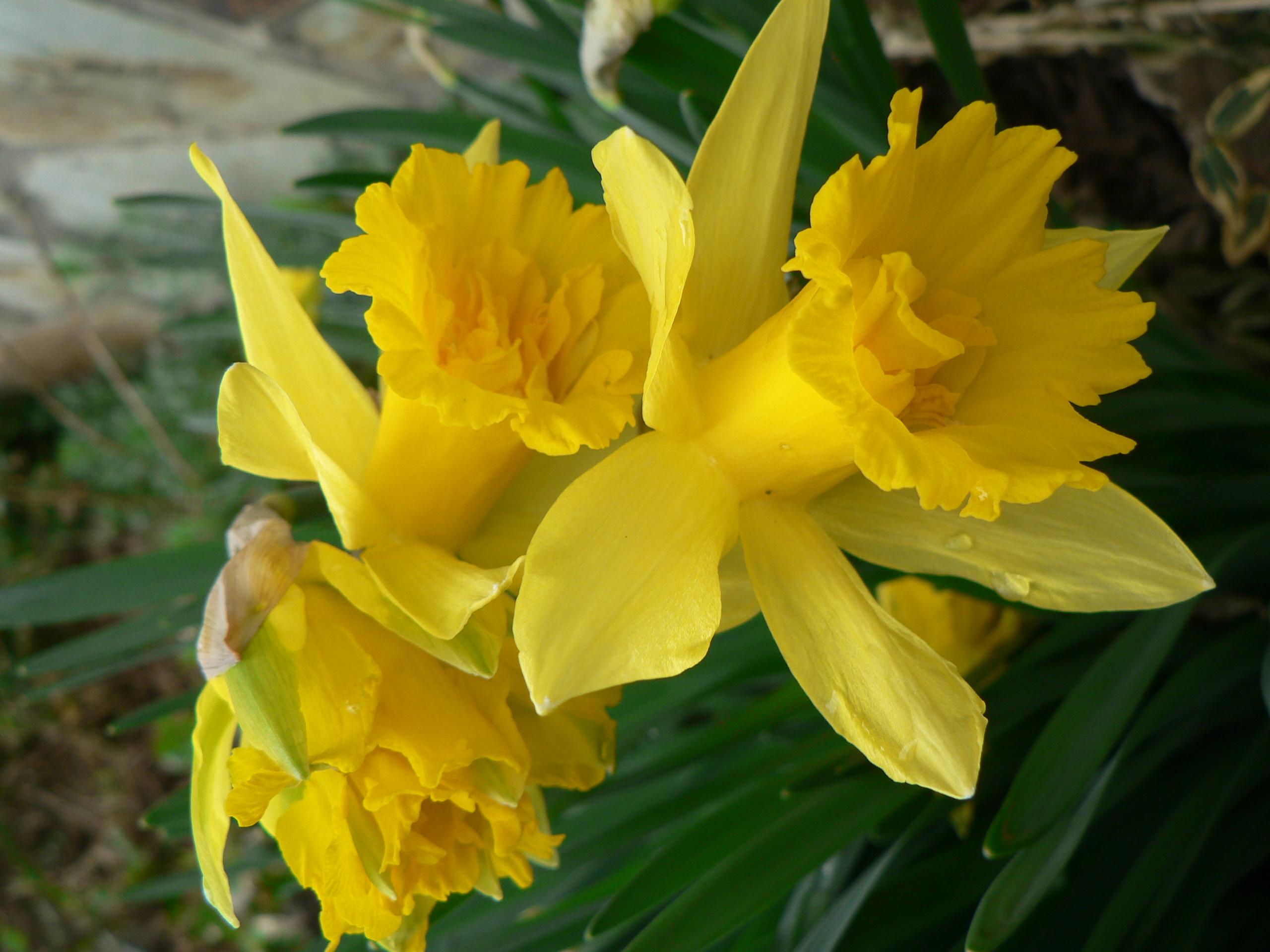 Narcissus pseudonarcissus