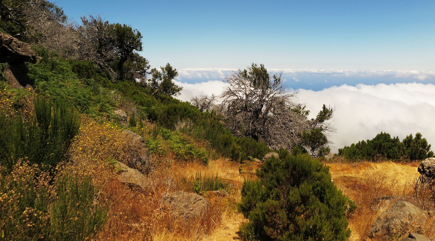 Madeira_2015_07_28 (32)_výstup na Pico Ruivo 1862 m.n.m.