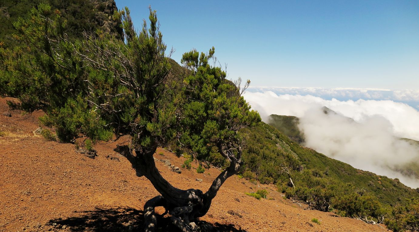 Madeira_2015_07_28 (34)_výstup na Pico Ruivo 1862 m.n.m.