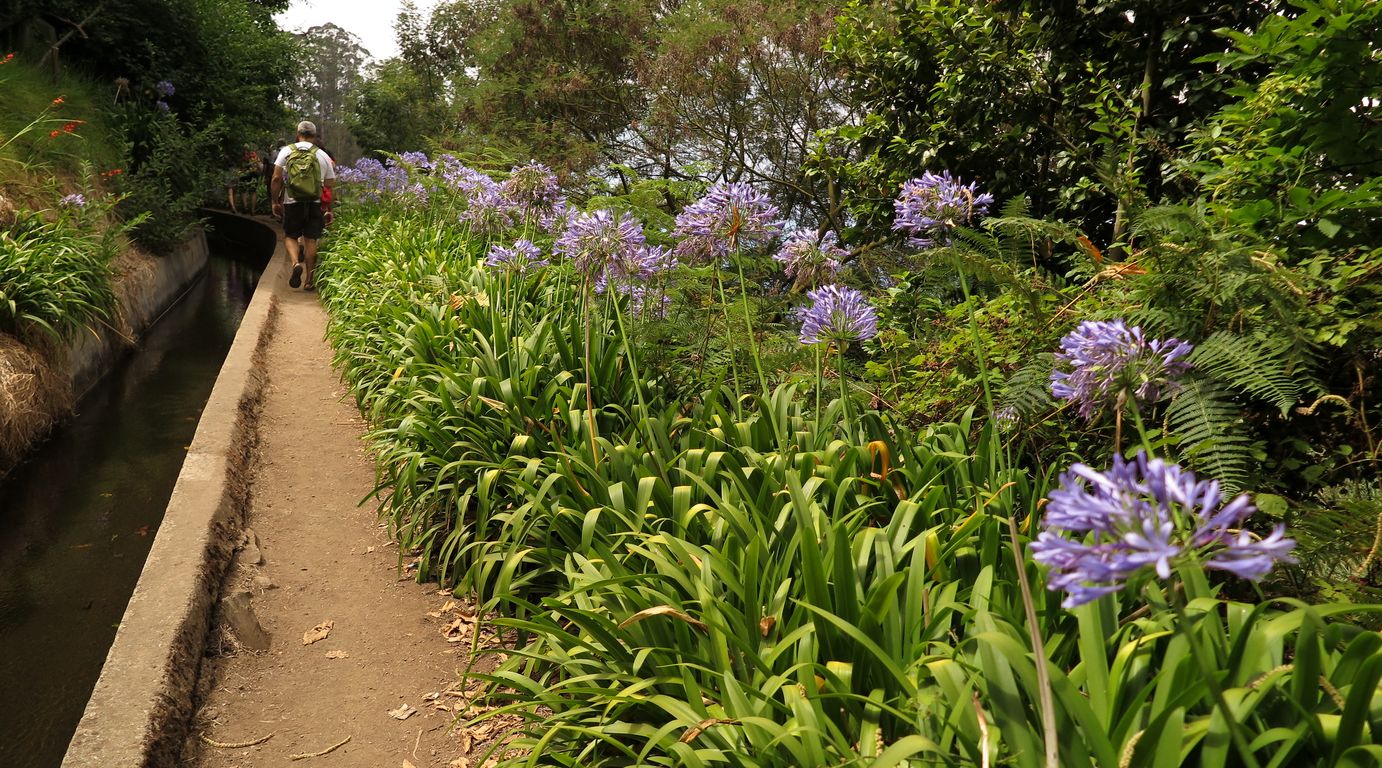 Madeira_2015_07_26_na levádě dos Tornos (4)