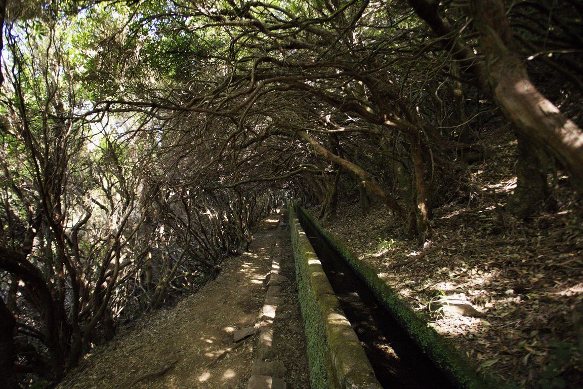 Madeira_2015_07_30 (13)_leváda Do Risco_vřesovcový tunel