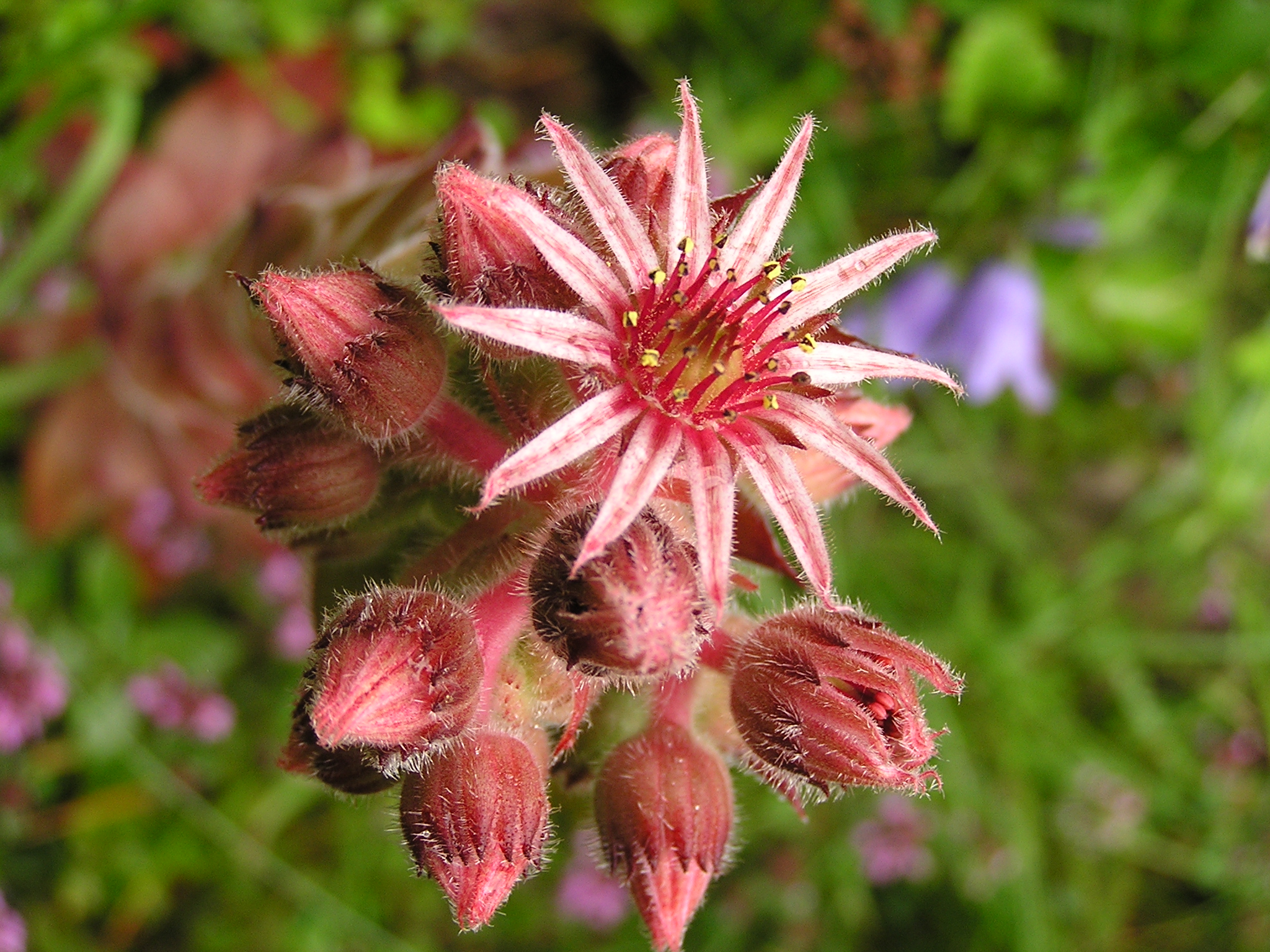 Jovibarba globifera